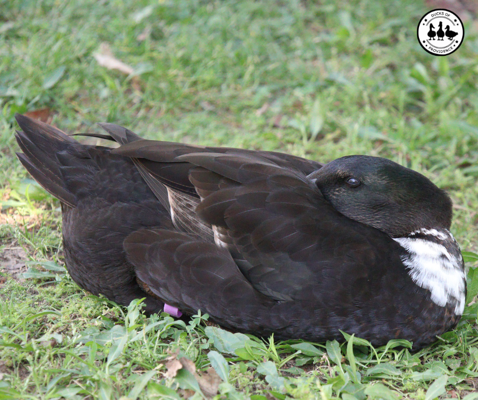 Why is my duck sleeping all day?