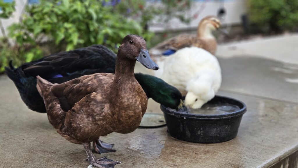 ducks and water