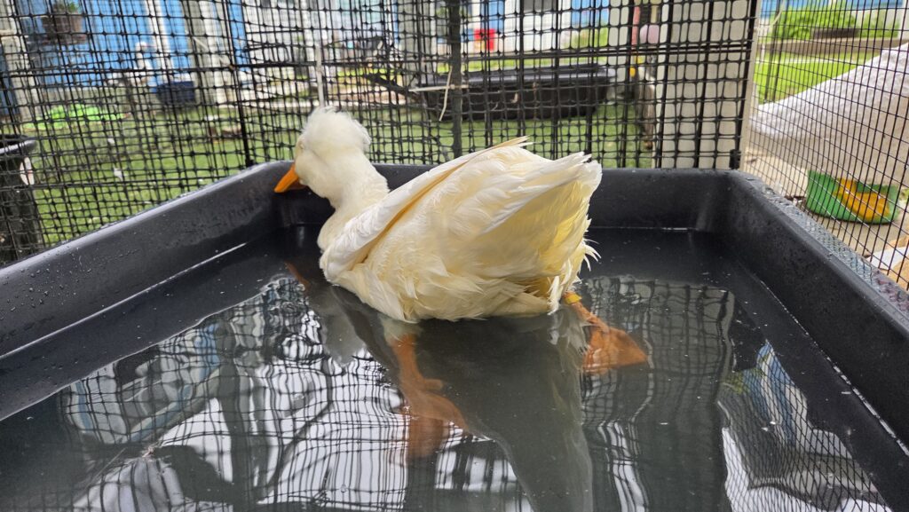 duck having trouble passing an egg - Emotional Reality of Keeping Ducks