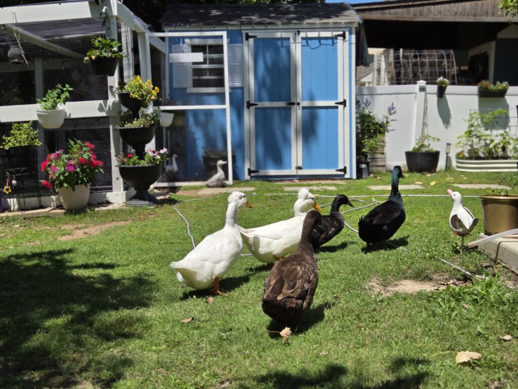 ducks running through the yard