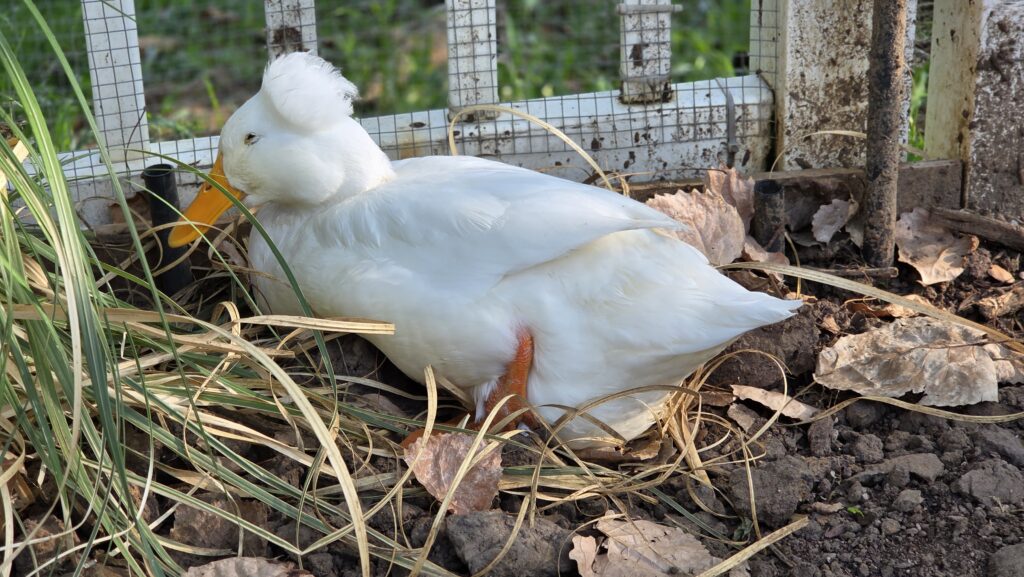 duck feeling not very well - Emotional Reality of Keeping Ducks