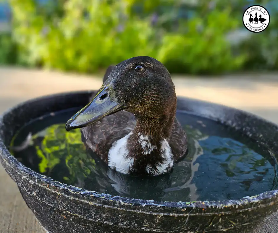 how ducks stay cool