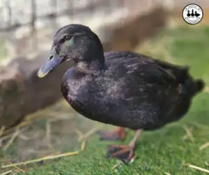how-to-keep-a-duck-run-clean