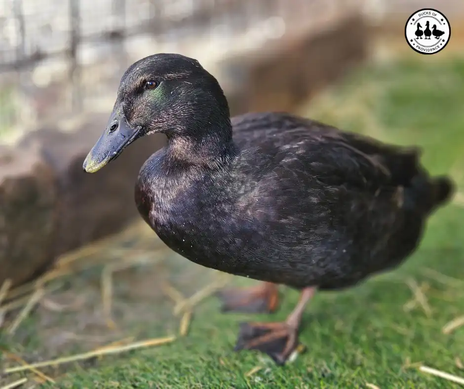 how-to-keep-a-duck-run-clean