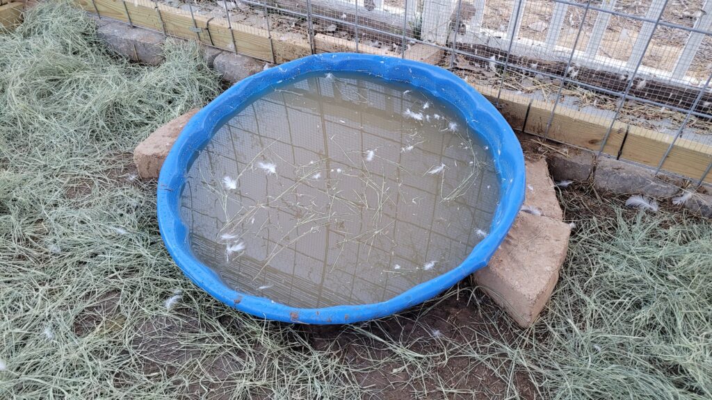 duck pool