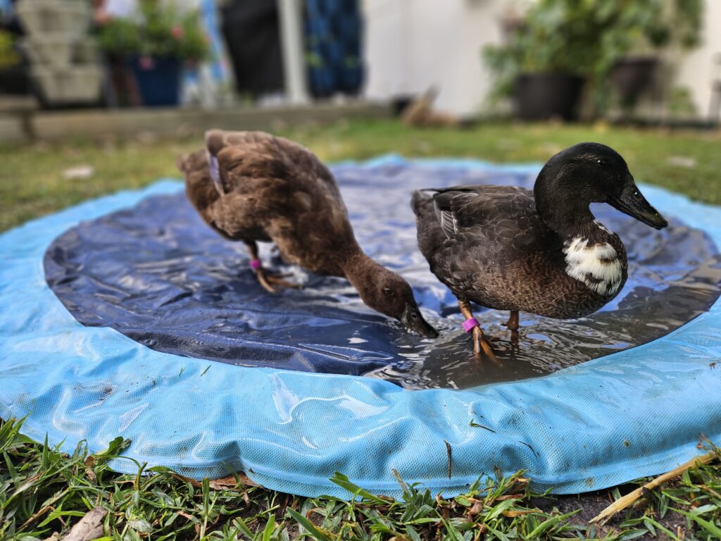 ducks playing with splash pad