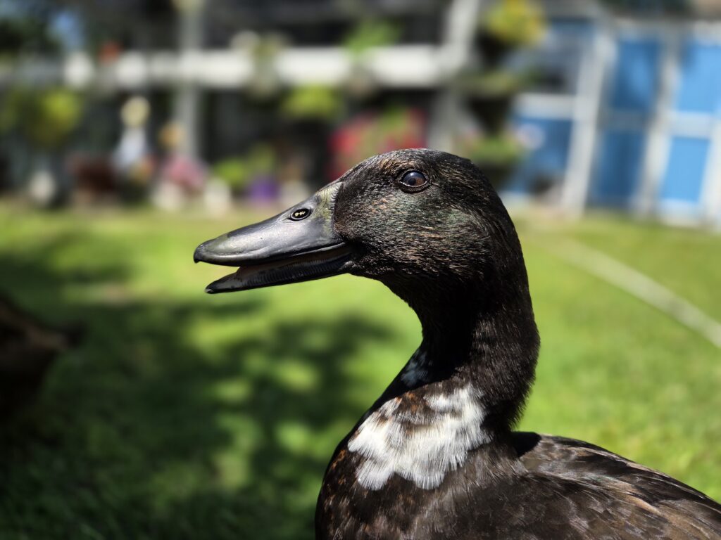 how ducks stay cool: by panting