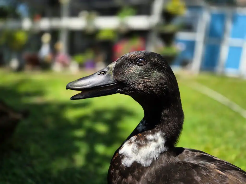 duck panting to stay cool