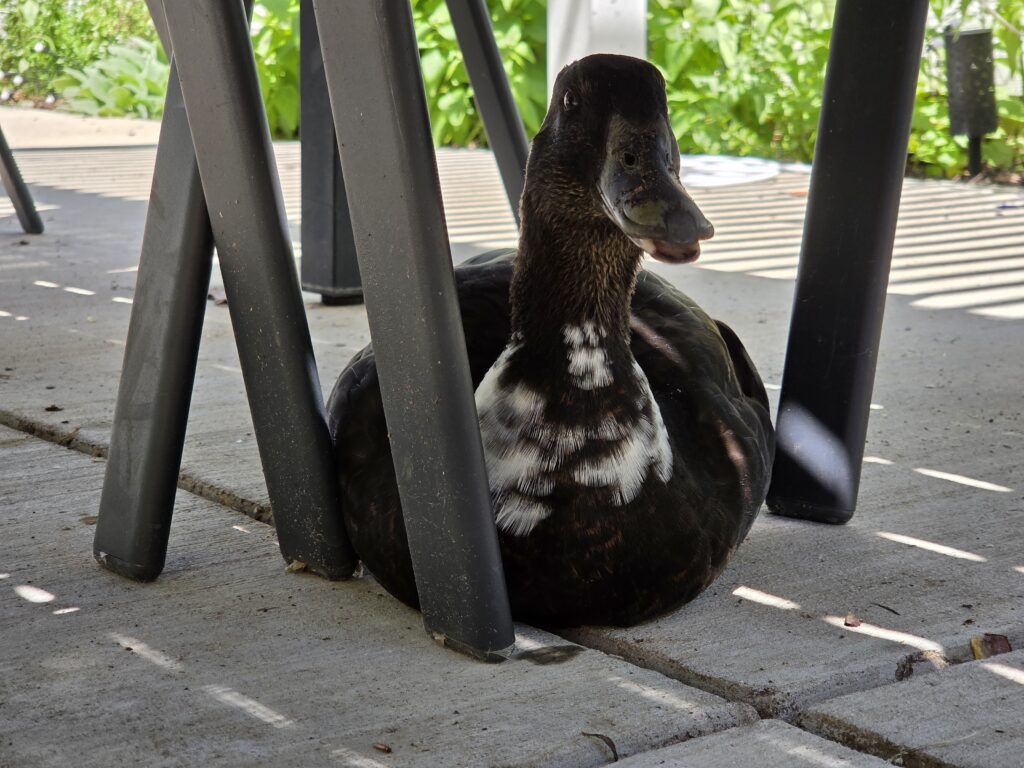 duck in shade panting