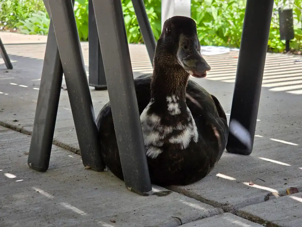 duck panting