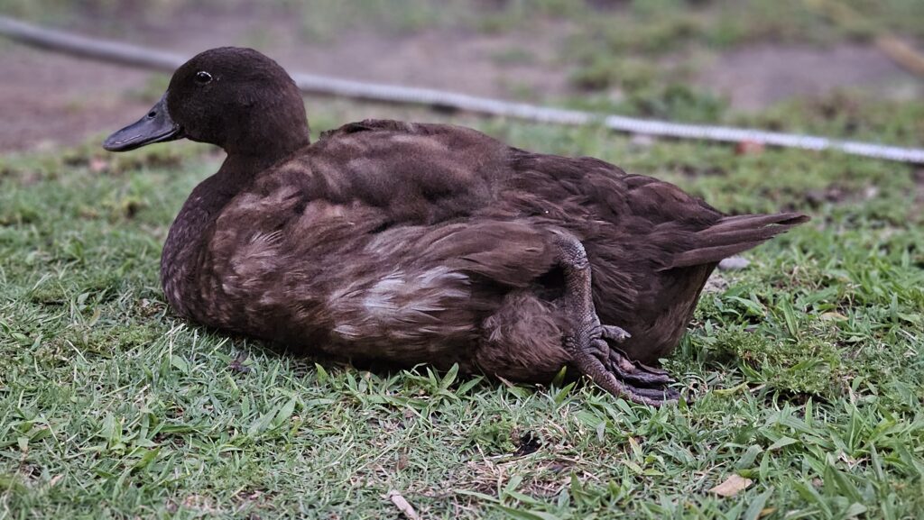 duck sleeping