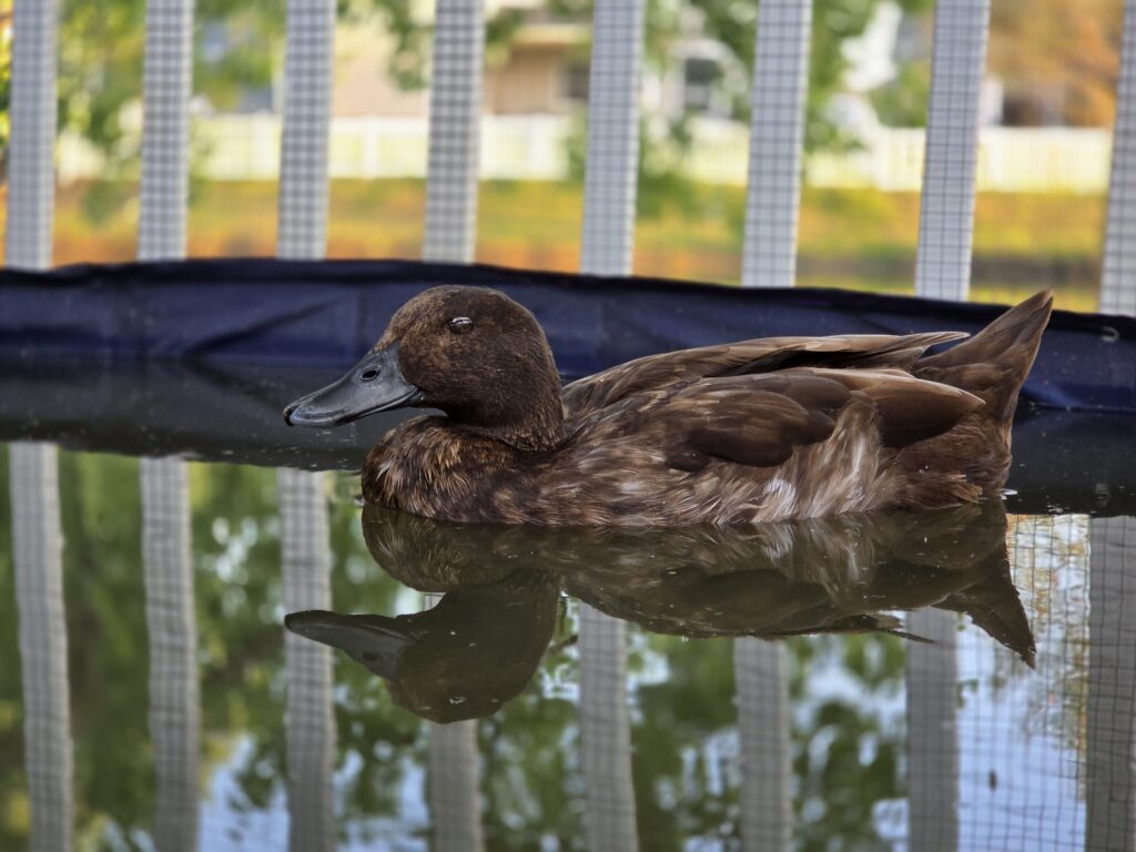 duck sleeping on water