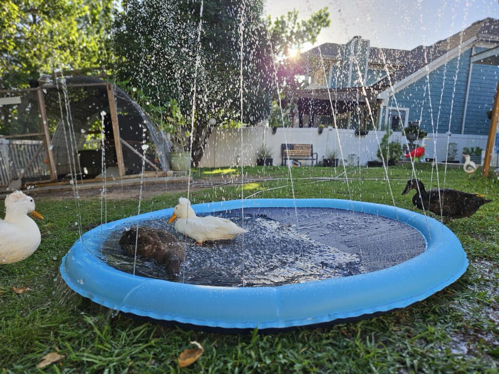 ducks playing with a splash pad in summer to stay cool