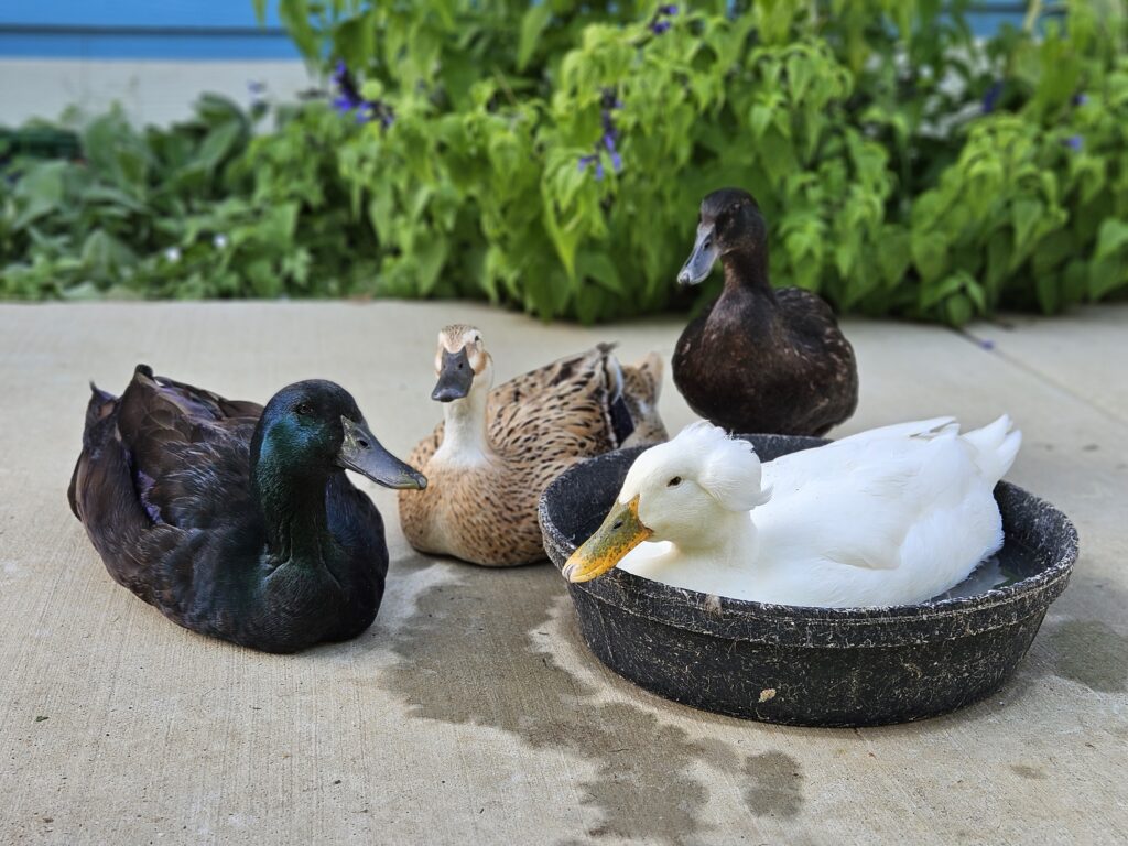 duck being hot in summer