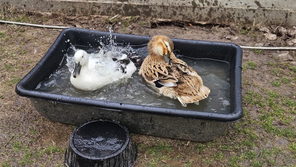 water tub for ducks