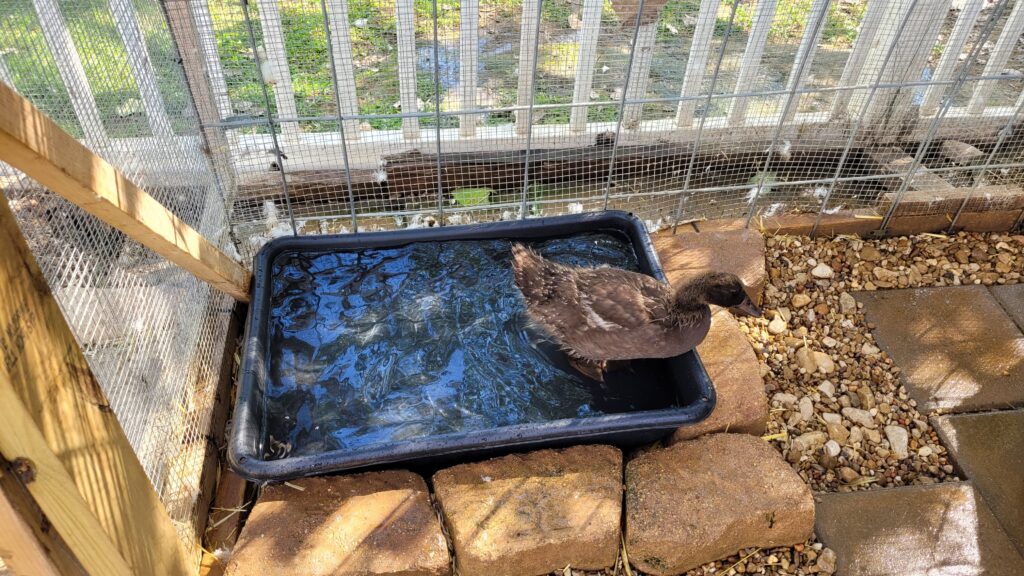 duck in tub