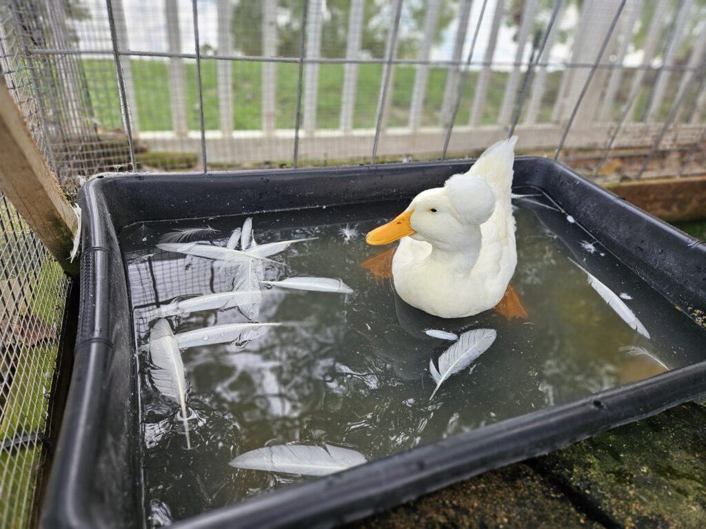 duck in tub