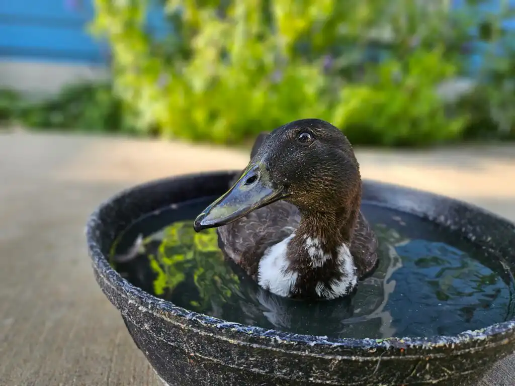 duck sitting in water