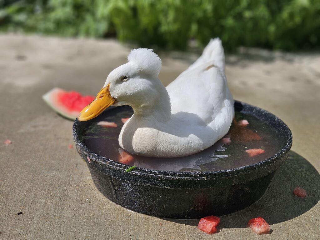 duck in water bowl
