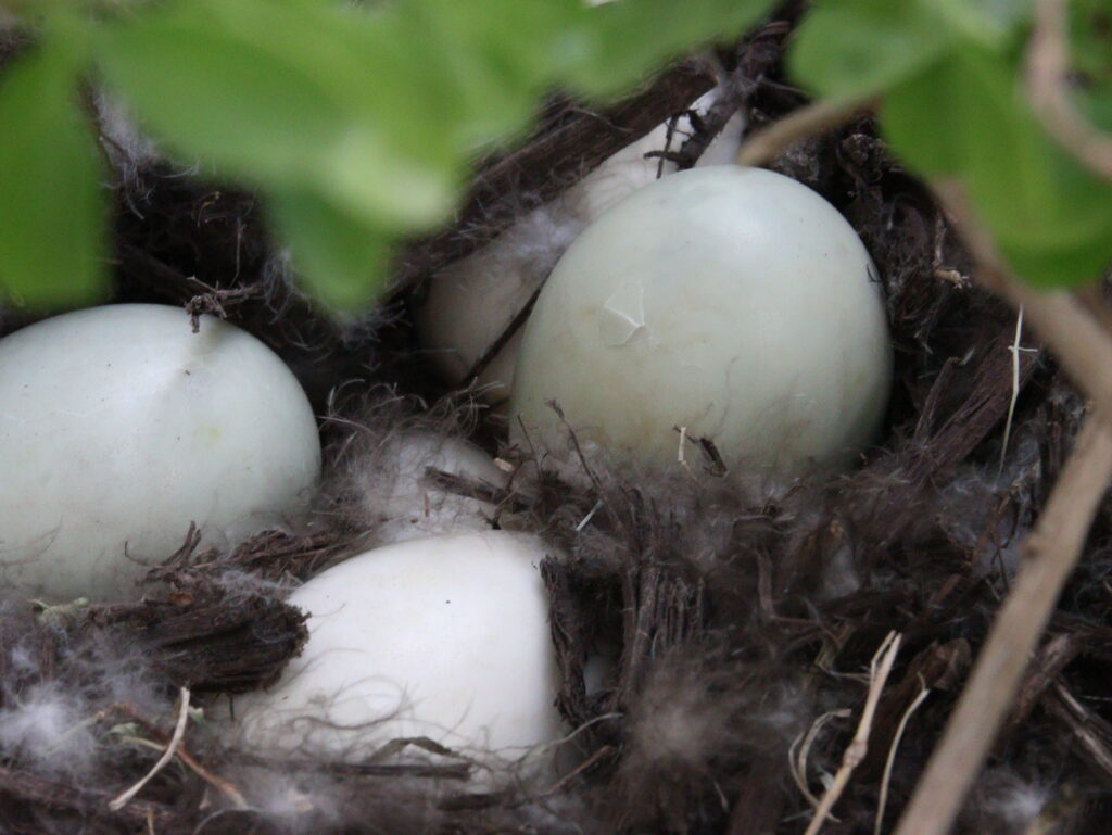duck eggs hatching