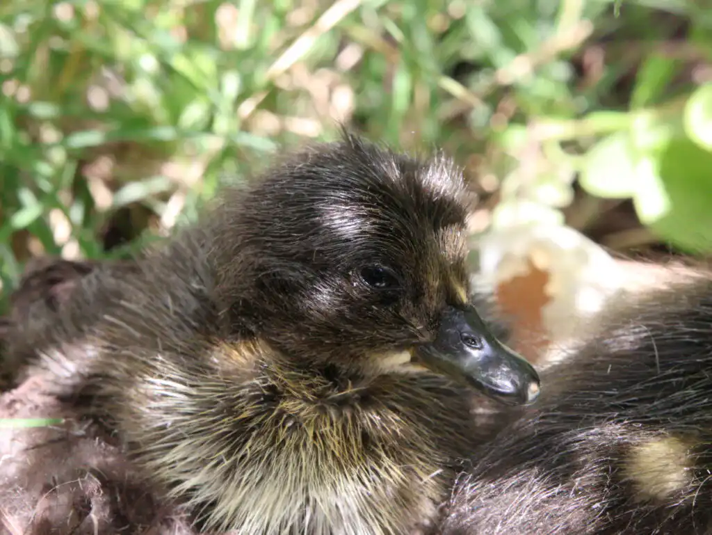 duckling