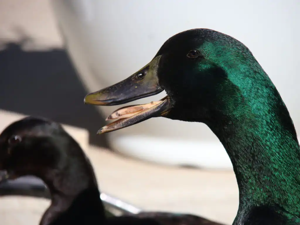 cayuga duck