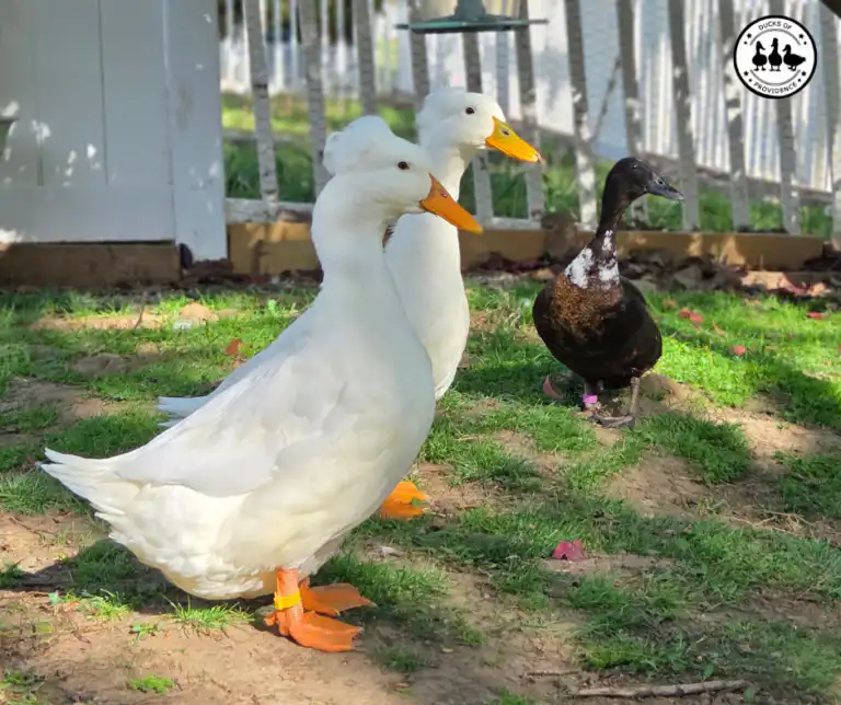 Why Ducks Suddenly Panic