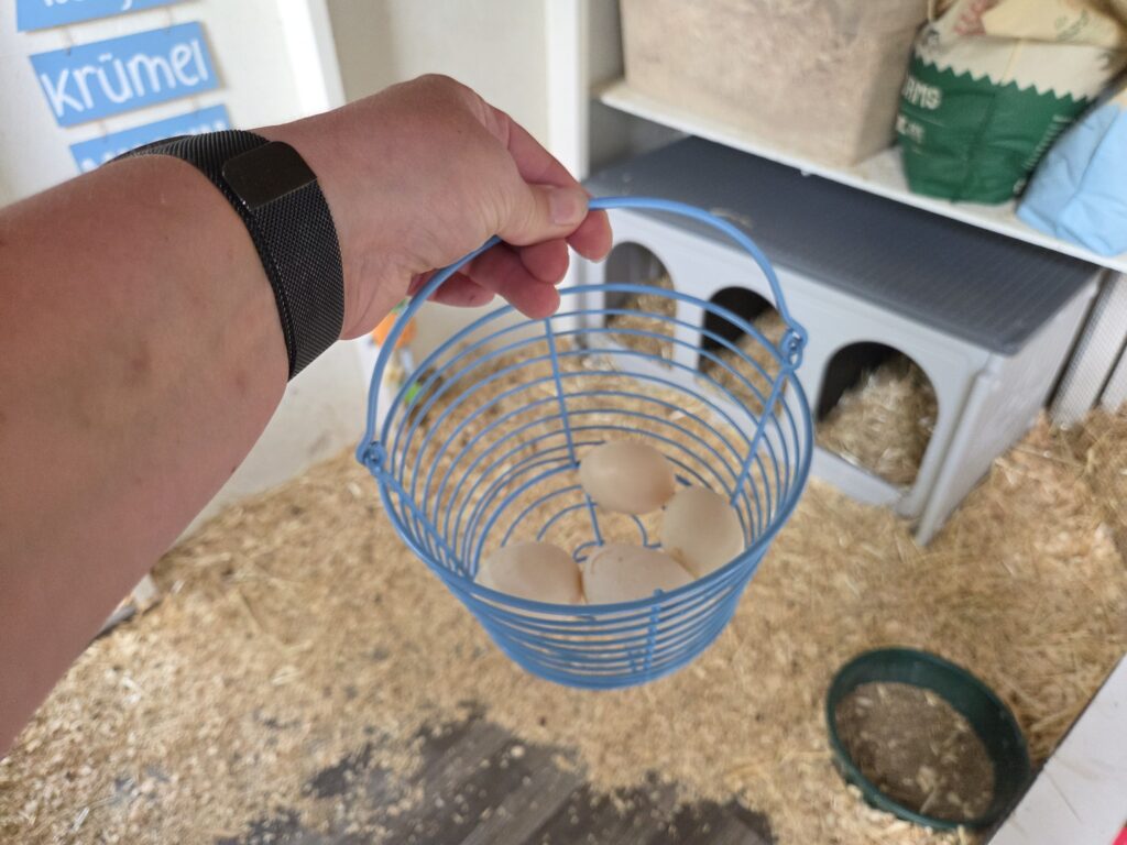collecting duck eggs