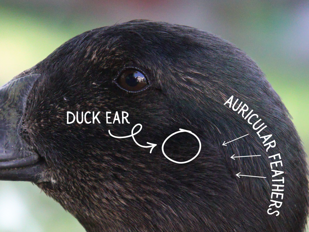 location of the duck ear