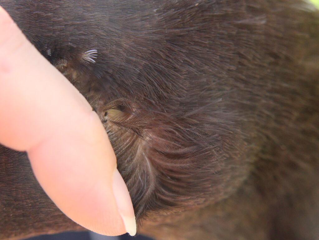 location of duck ear