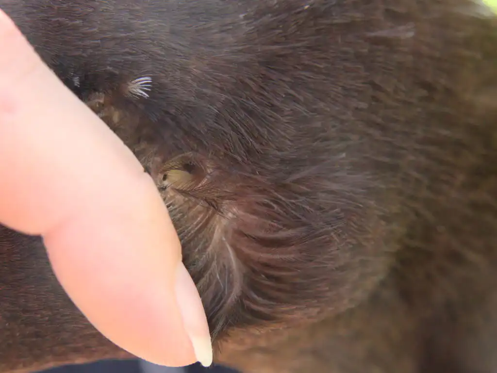 duck ear