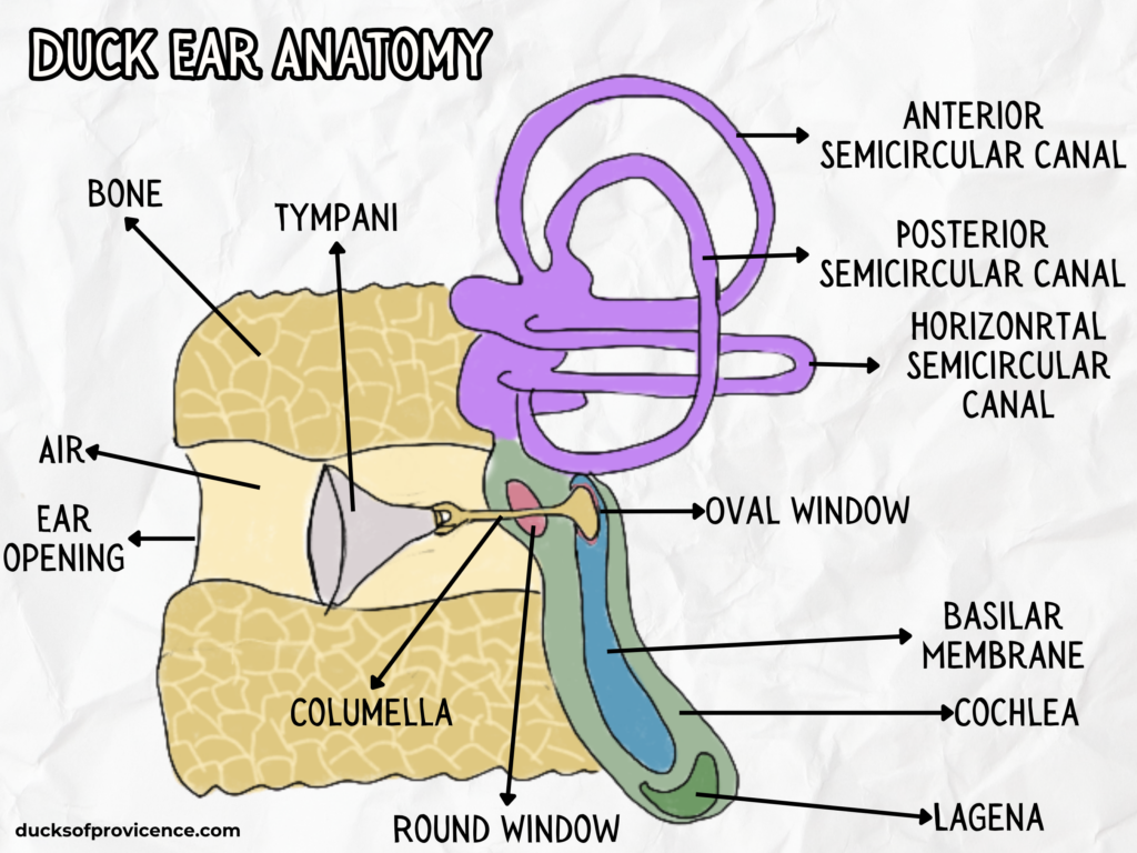 duck ear anatomy