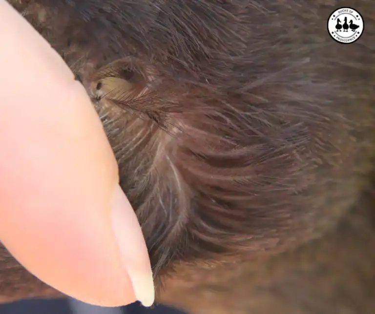 duck ear