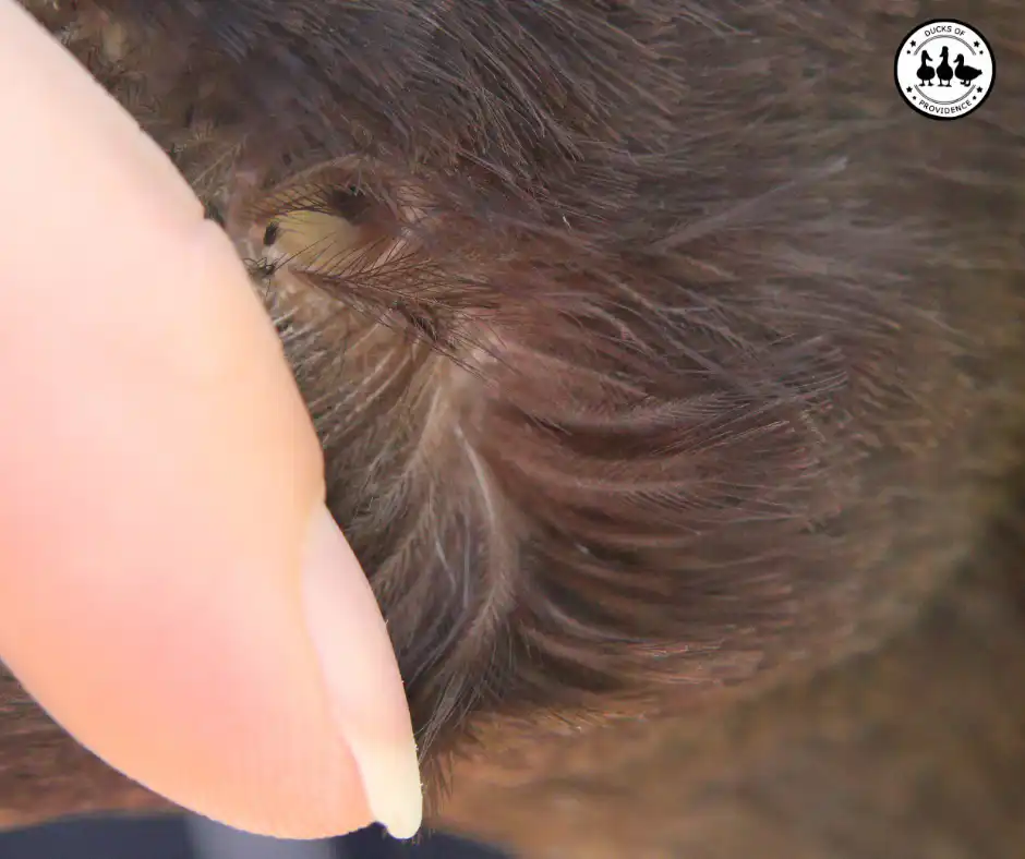 duck ear