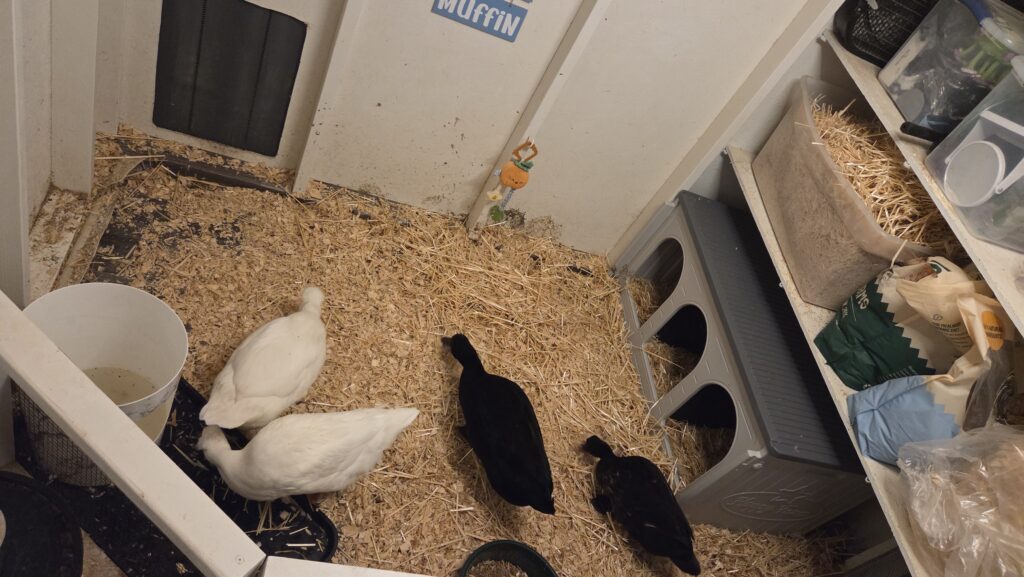 ducks in their coop for the night