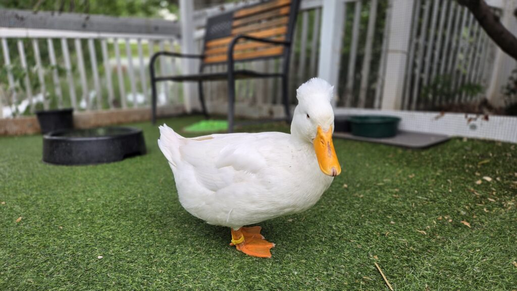 duck in run
