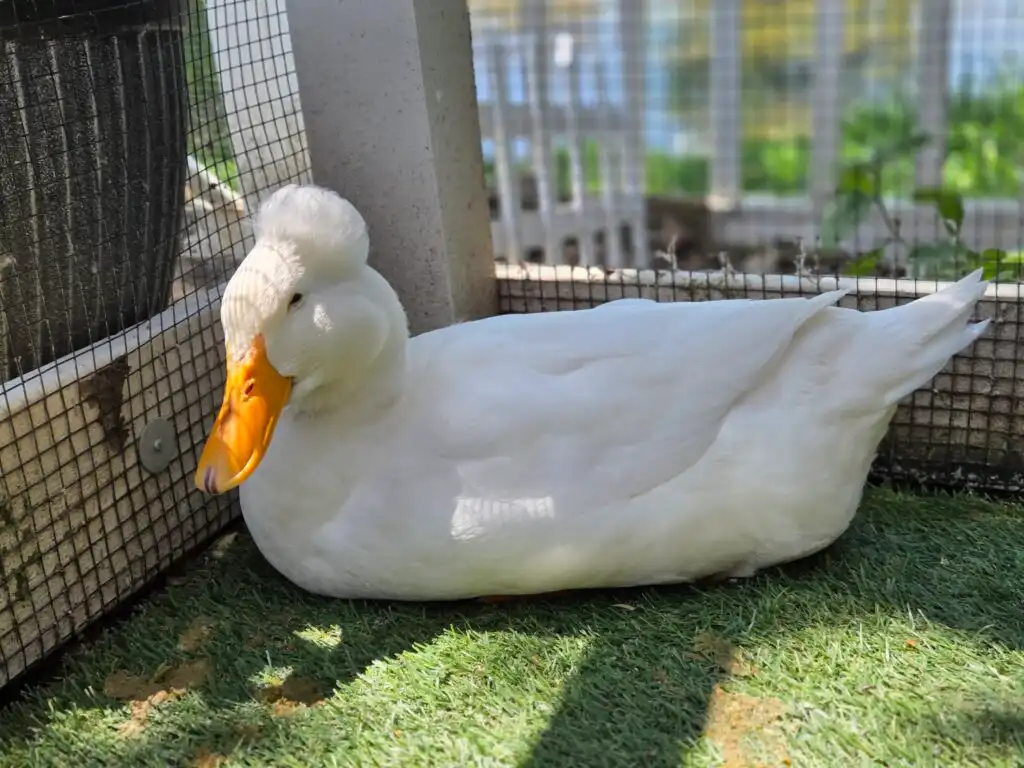 duck in duck run