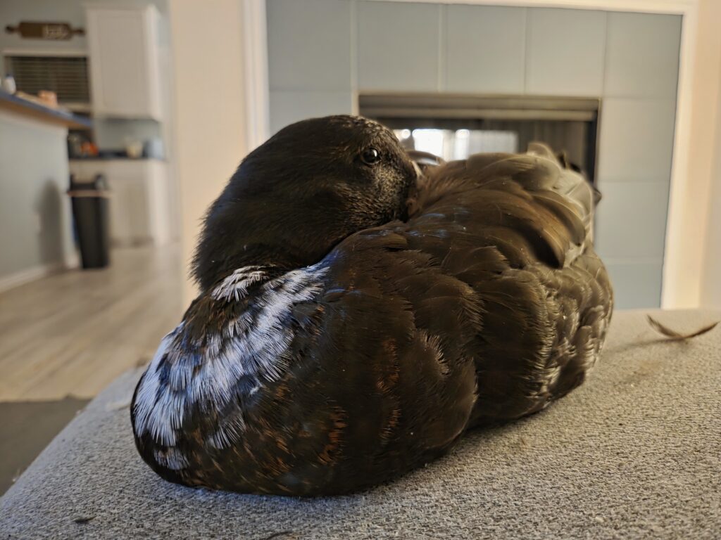 duck sleeping on couch