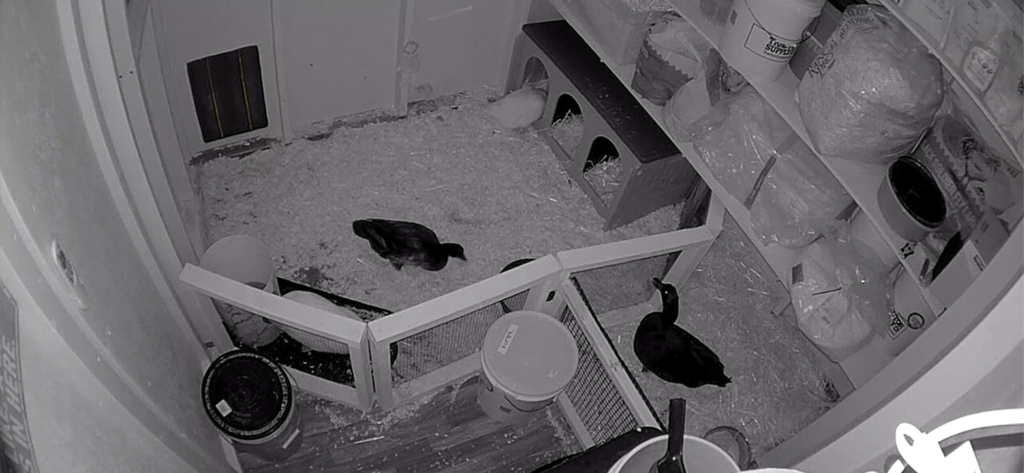 inside the duck coop at night