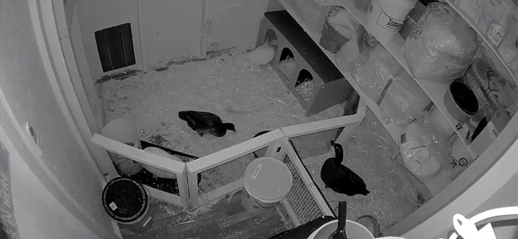 inside the duck coop at night