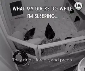 Do Ducks Need Water at Night