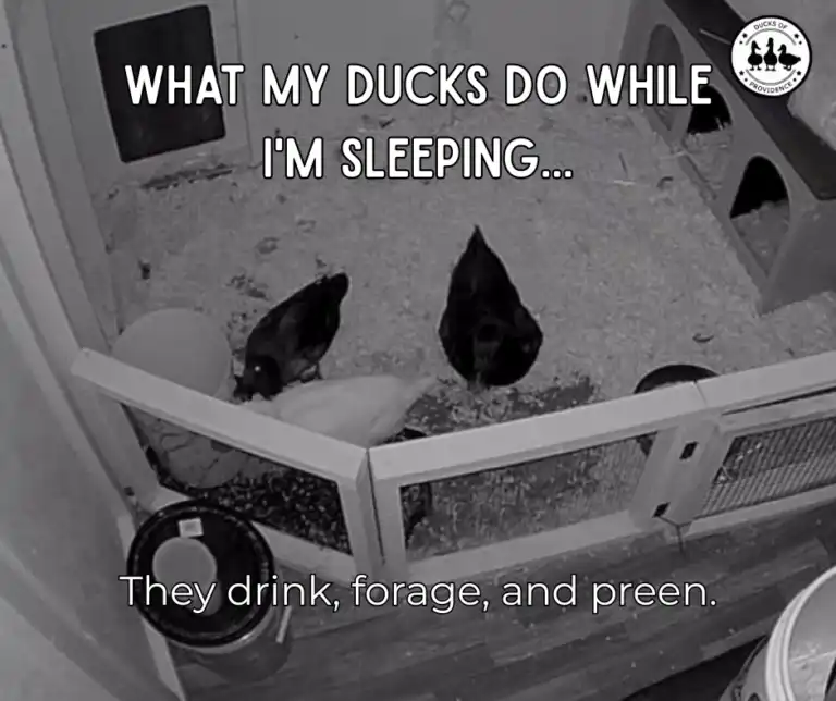 Do Ducks Need Water at Night
