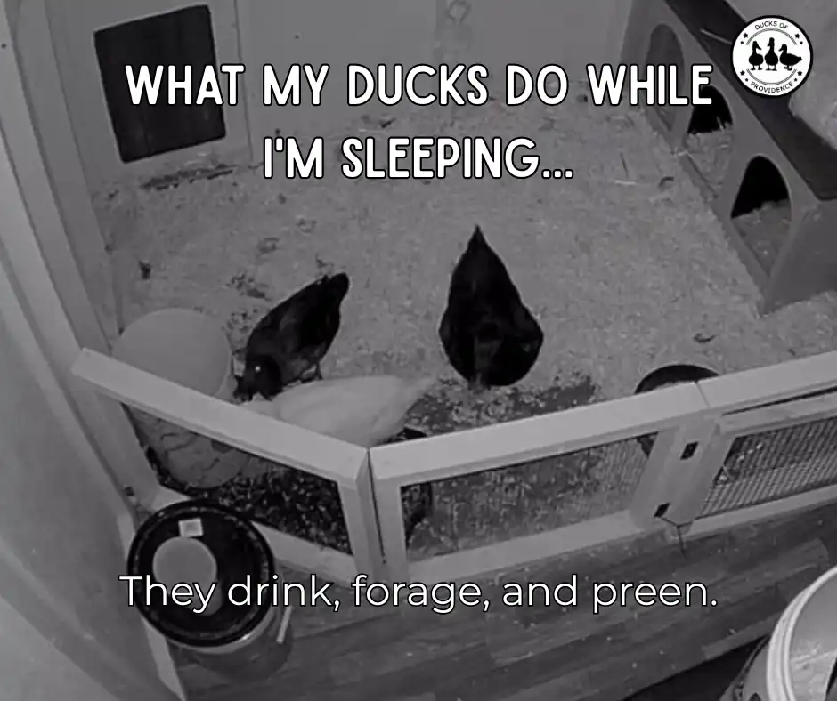 Do Ducks Need Water at Night