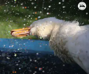 Why Is My Duck Shaking Its Head