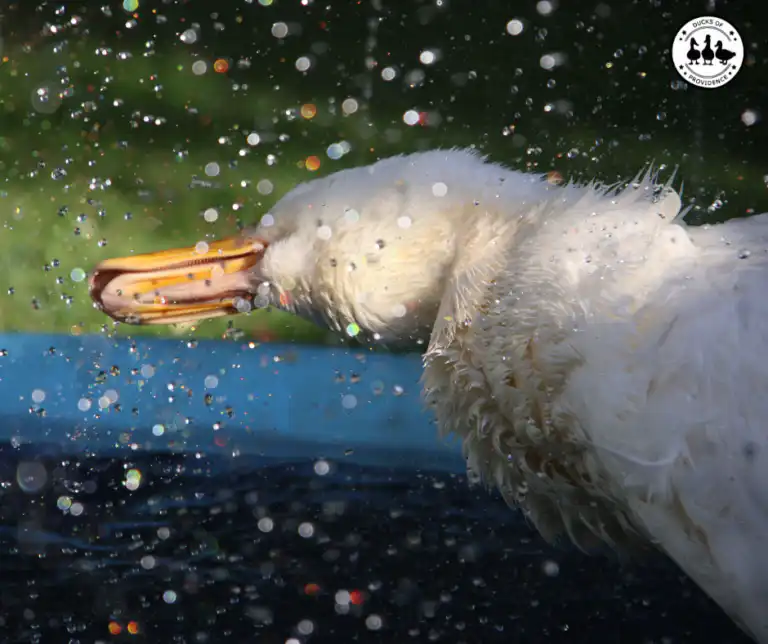 Why Is My Duck Shaking Its Head