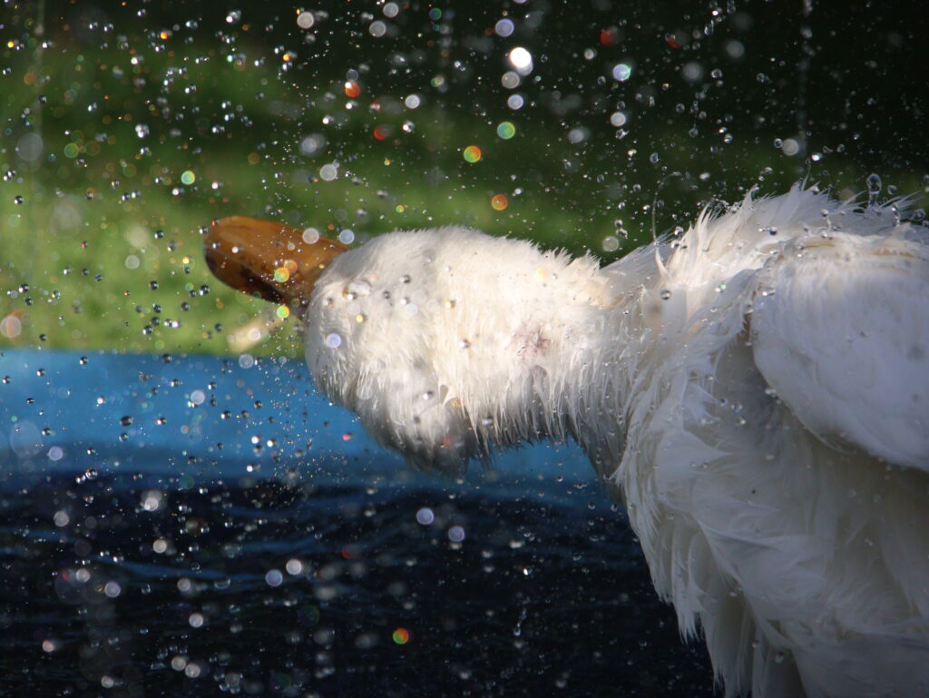 Why Is My Duck Shaking Its Head