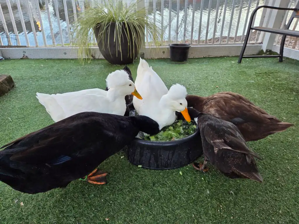 ducks eating