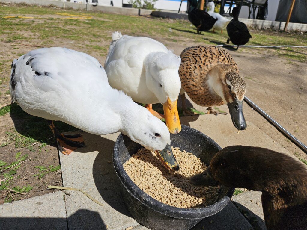 why is my duck always hungry? ducks eating a lot sometimes