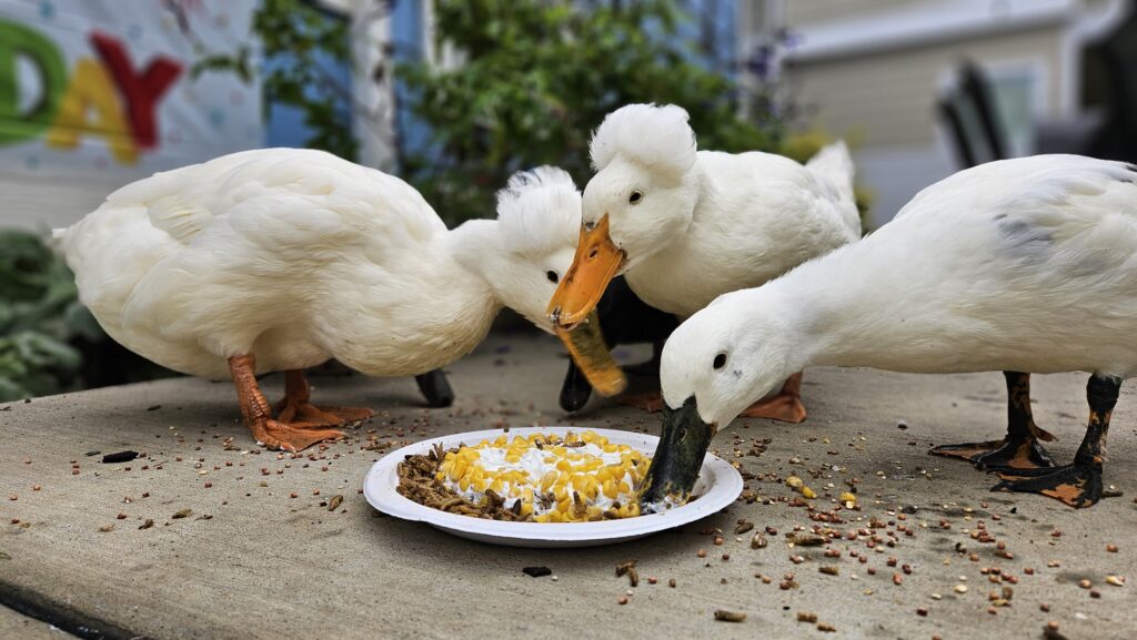 ducks eating their duck friendly birthday cake