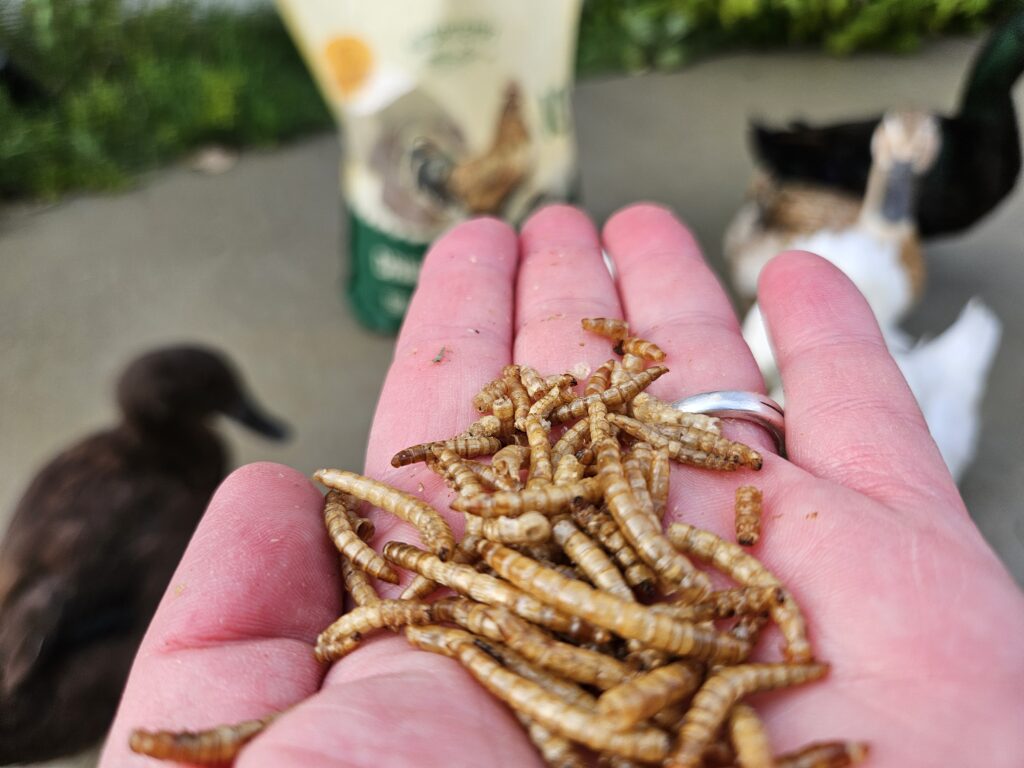 snack time for the ducks: mealworms from Hatortempt